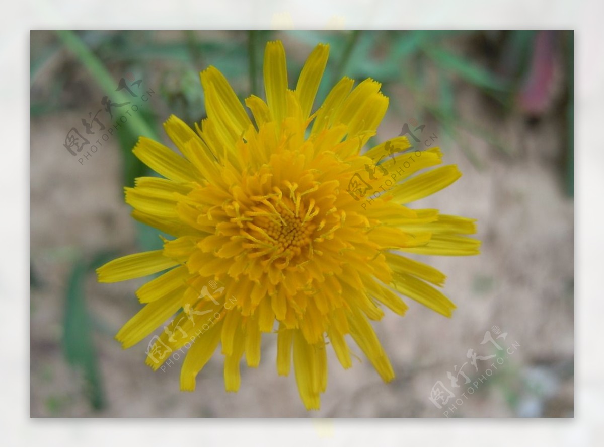 一朵黄花朵图片