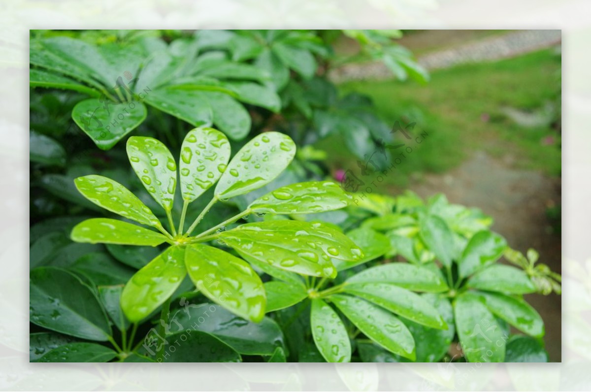 雨后图片