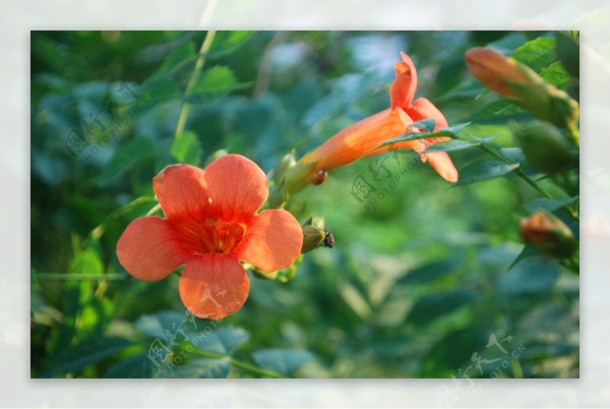 凌霄花图片