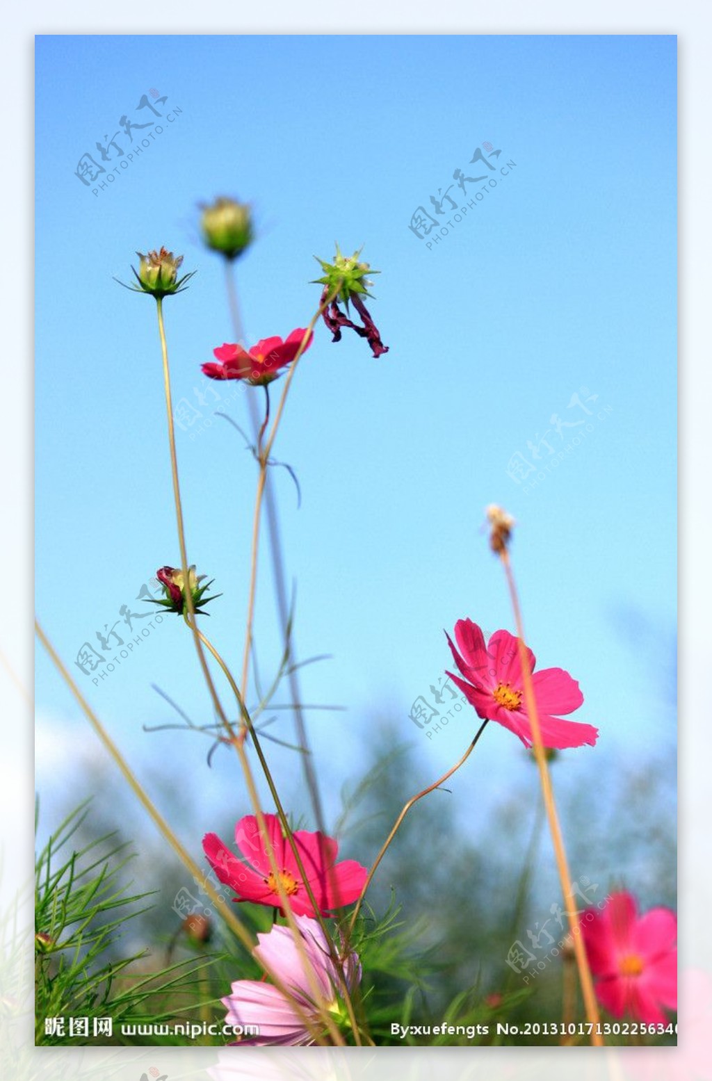 格桑花图片