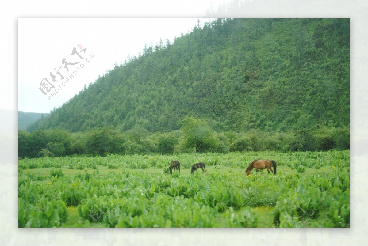 普达措国家公园图片