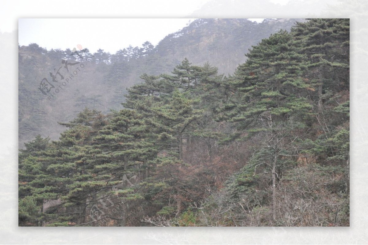 黄山松树图片