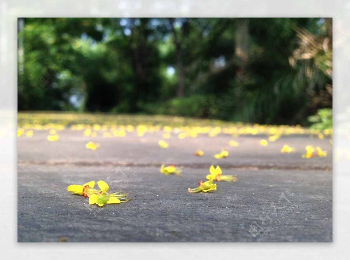 唯美落花图片