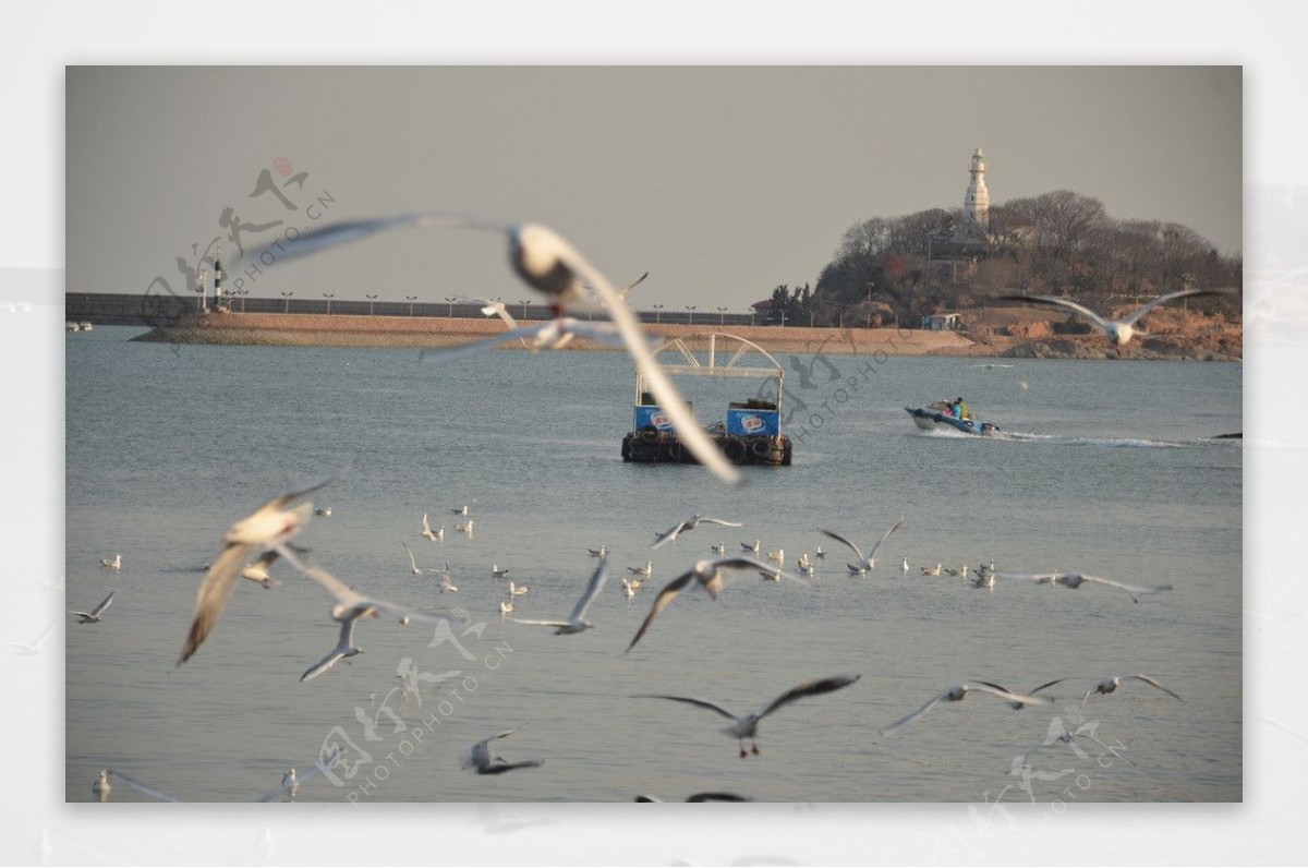 港湾海鸥图片