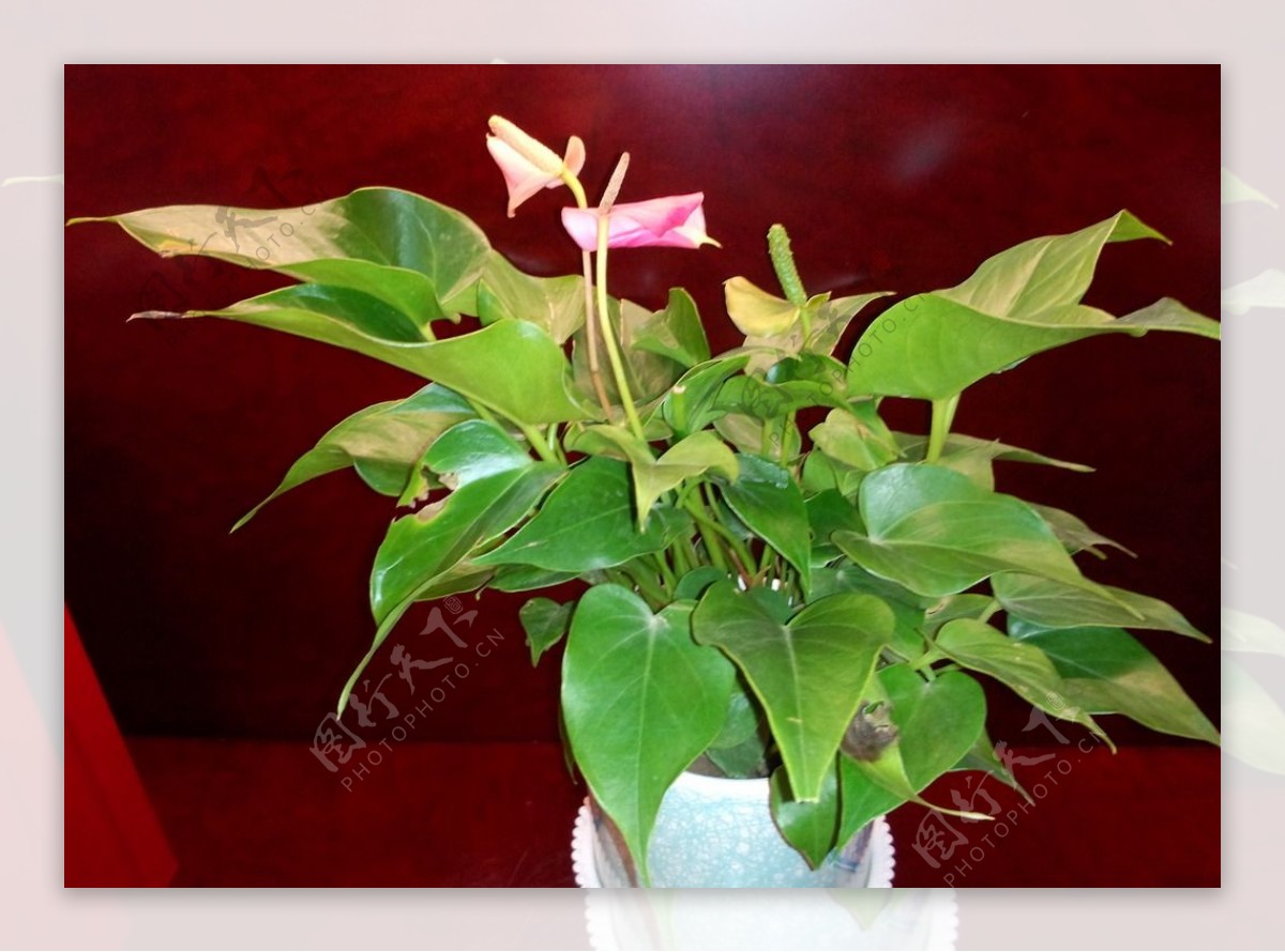 红掌盆栽图片