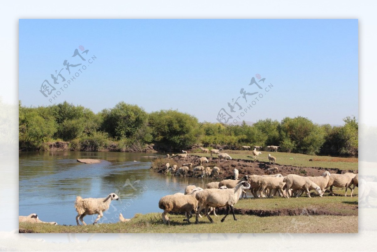 羊群饮水图片