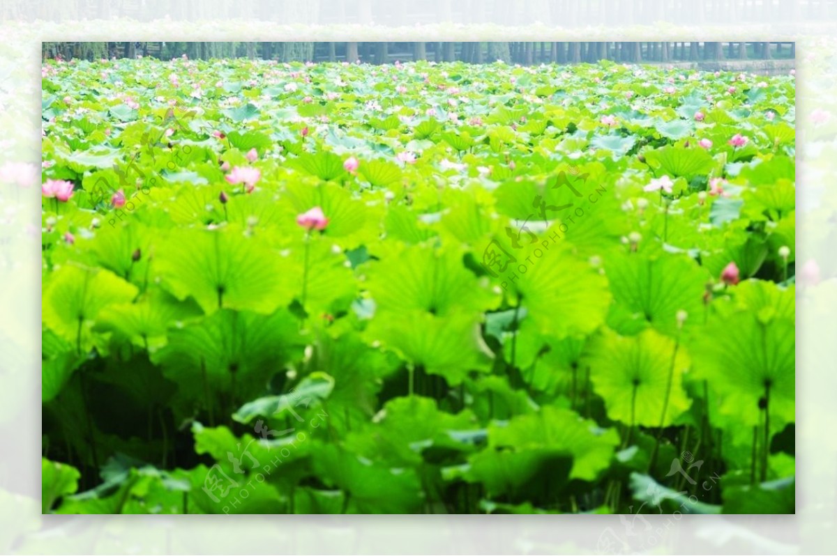 东湖荷花图片