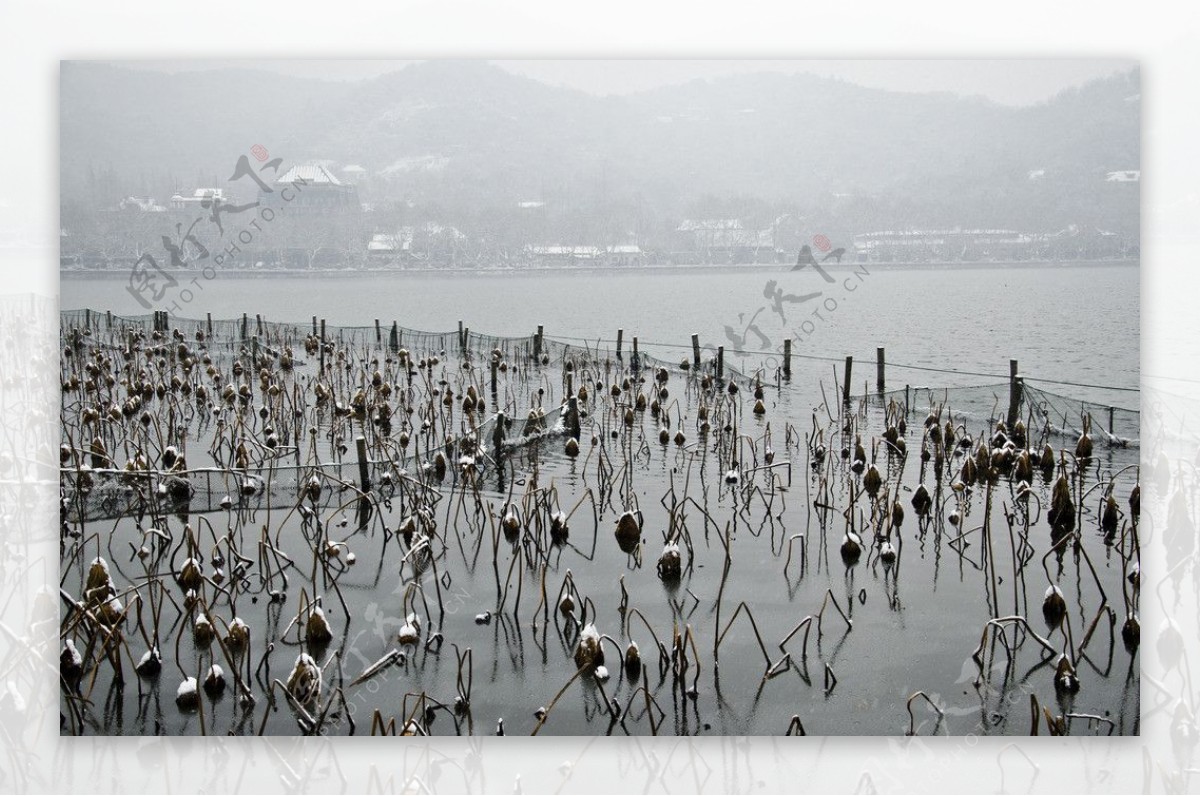 西湖雪景图片