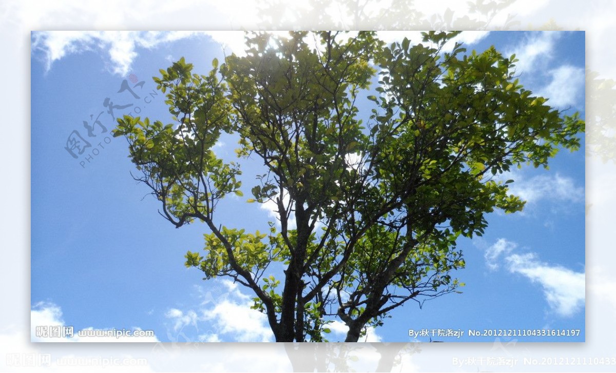 绿树蓝天图片