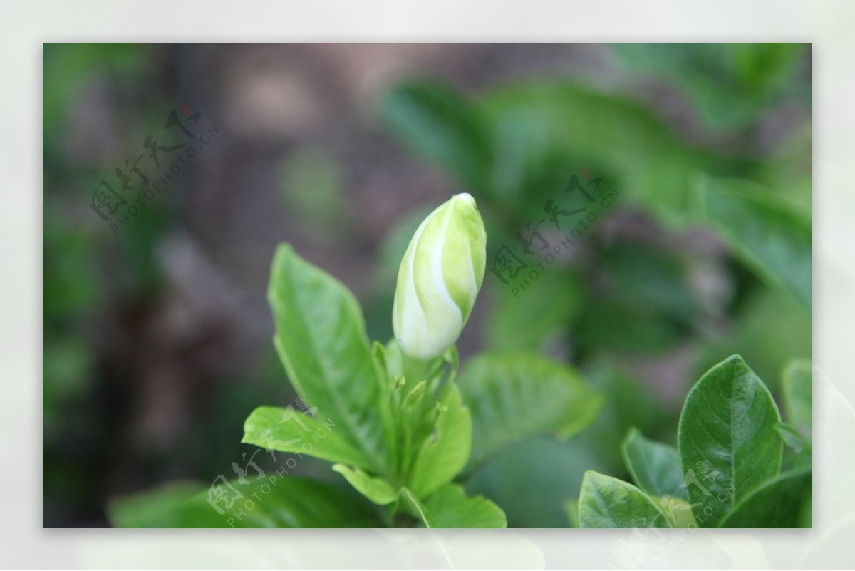 栀子花图片