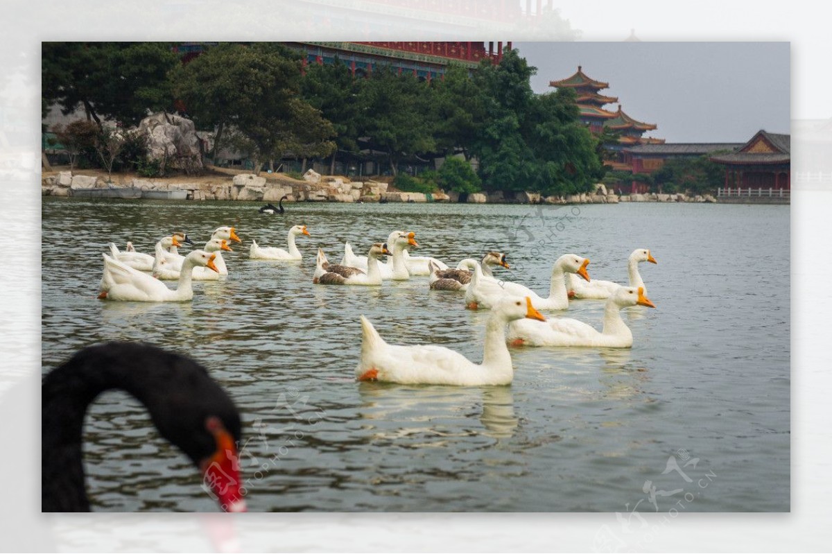 蓬莱仙境三仙山鸭子图片