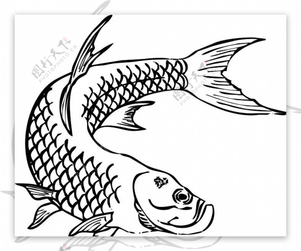 鱼类矢量图图片