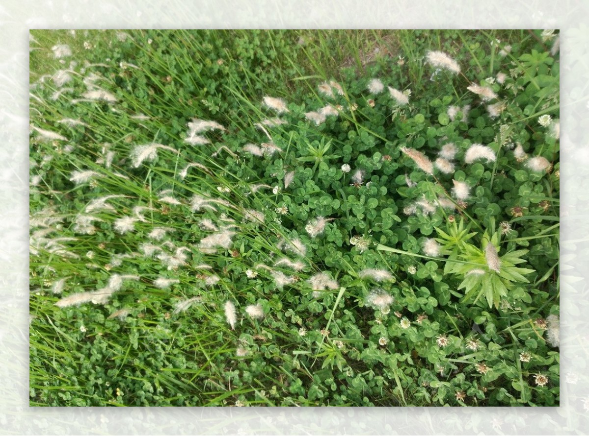 毛毛草摄影图片