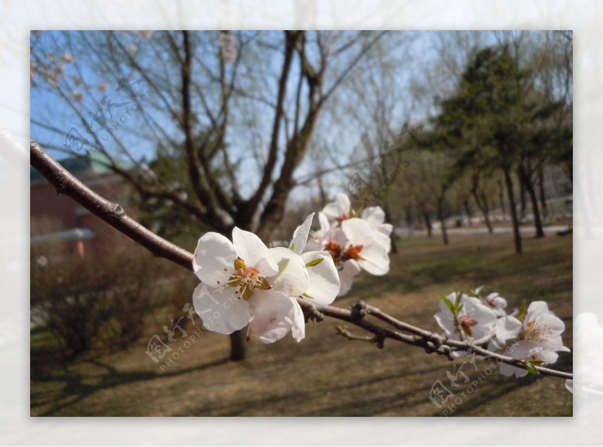 桃花图片