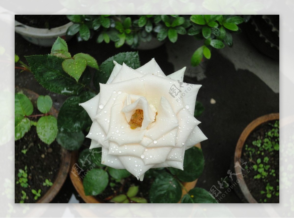 带露水的白玫瑰花图片