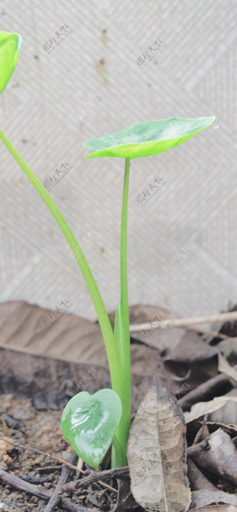 芋头图片