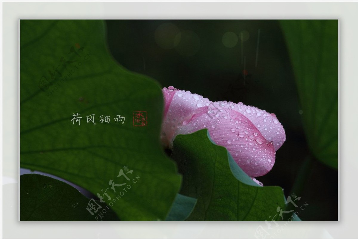 带雨荷花图片