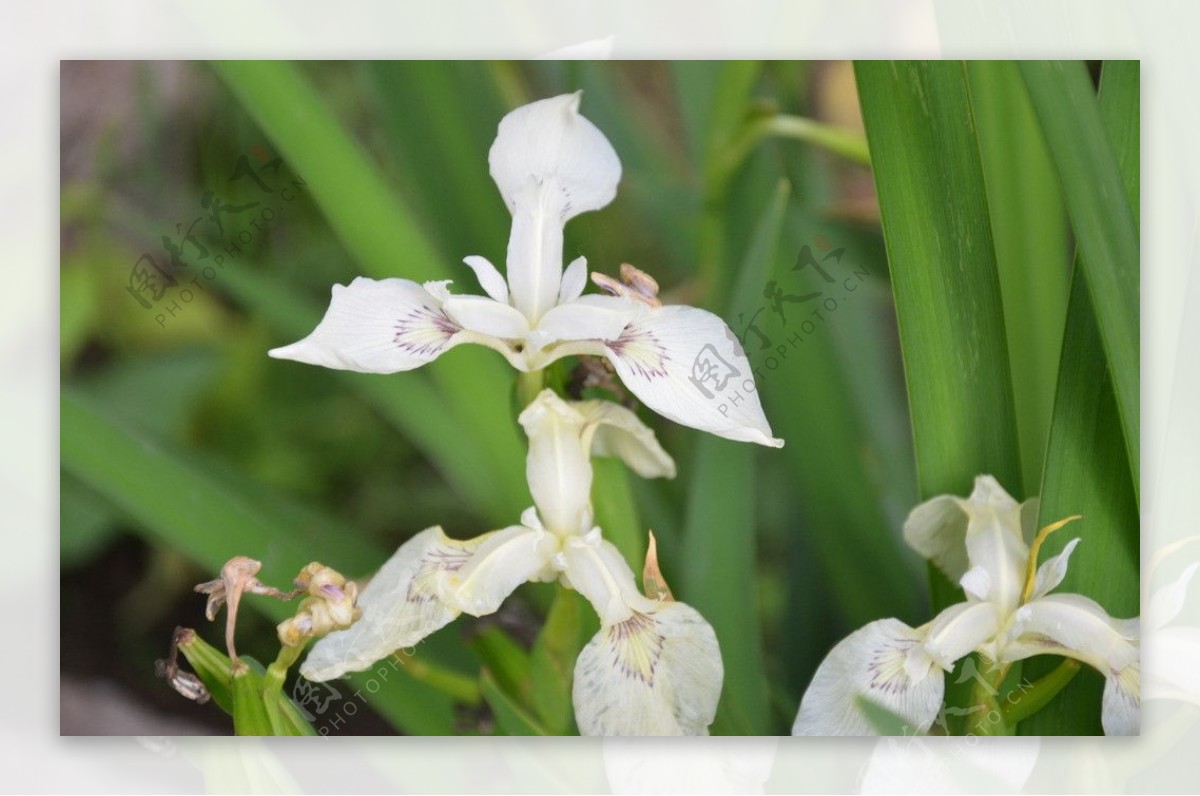 白花鸢尾图片