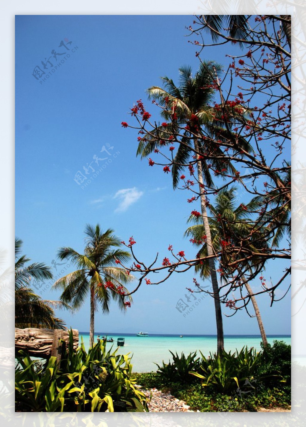 泰国PP岛沙滩图片