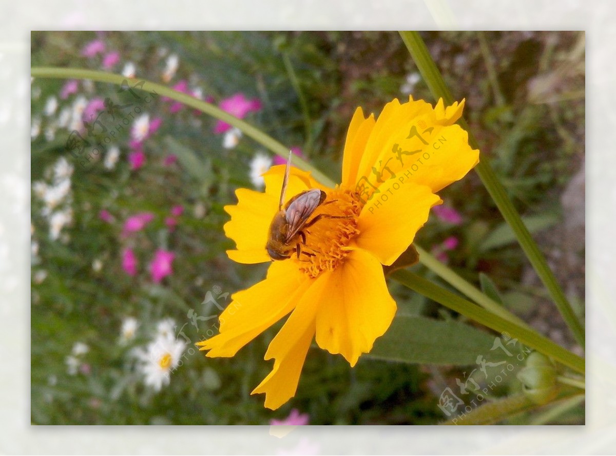 蜂与菊花图片