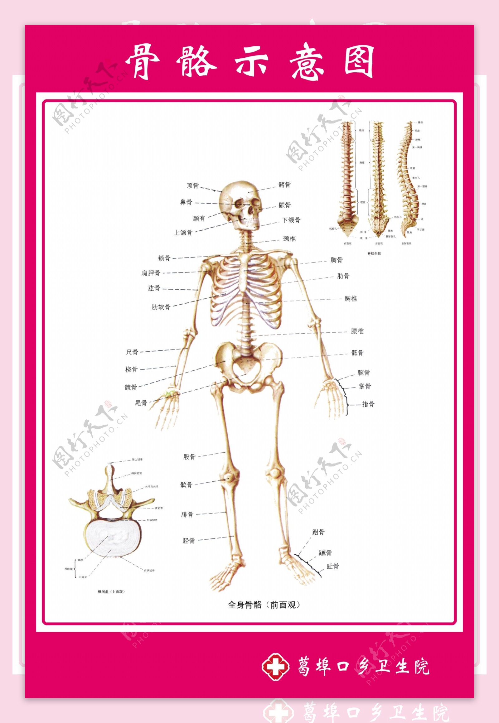 骨骼示意图解图片