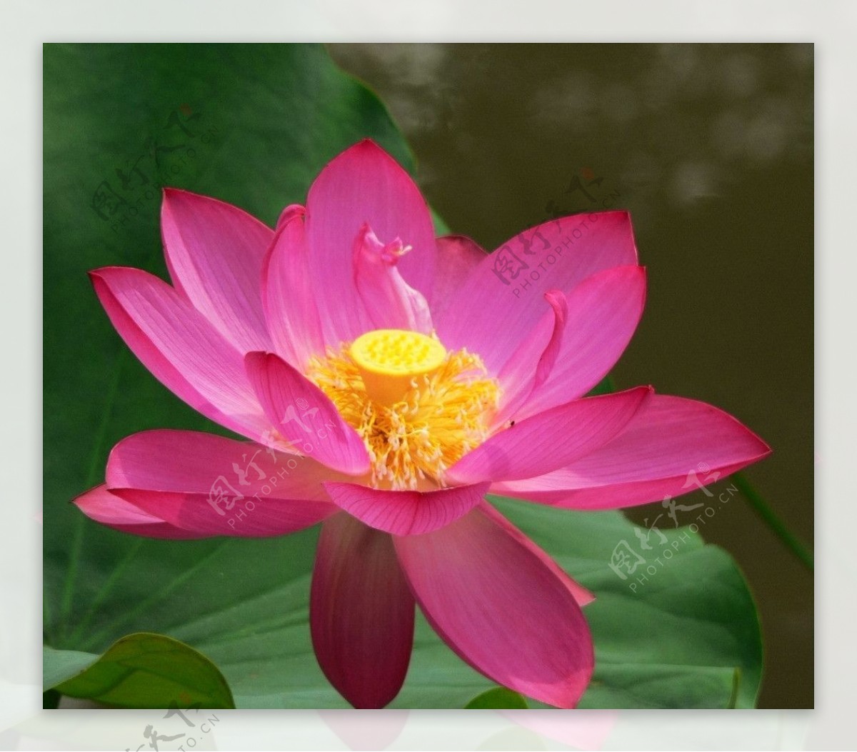你知道莲花与佛教的关系吗？普及一下|莲花|佛教|释迦牟尼_新浪新闻
