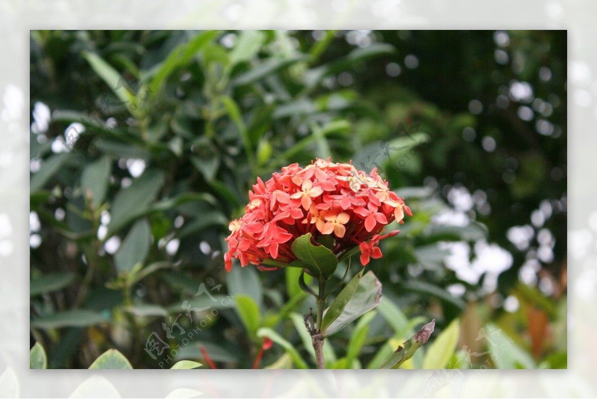 龙船花图片