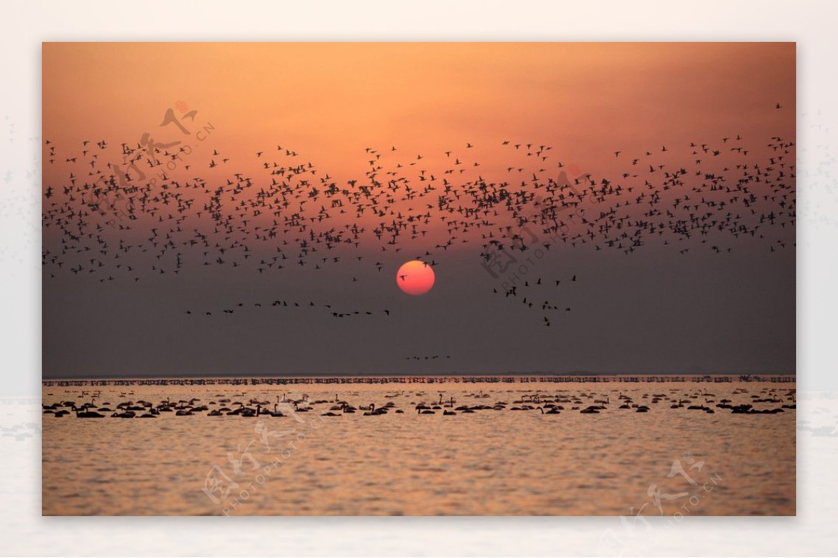 鄱阳湖候鸟图片