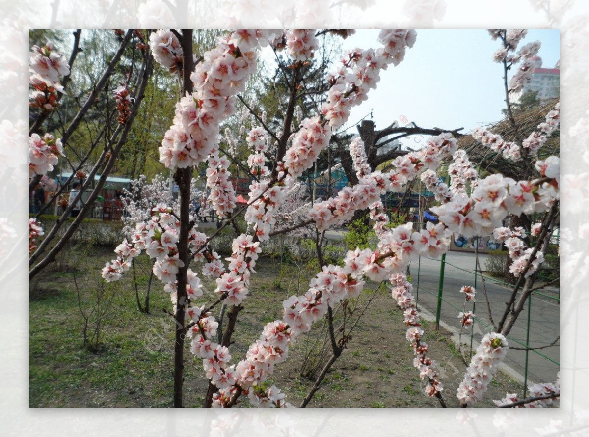 榆叶梅花图片