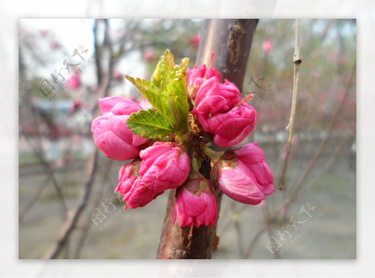 榆叶梅花图片