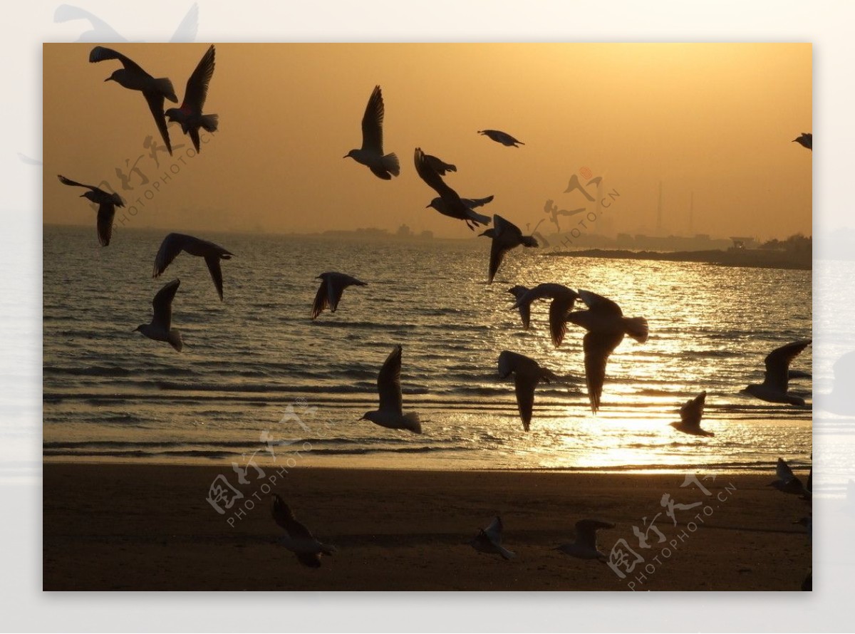 空中海鸥剪影图片