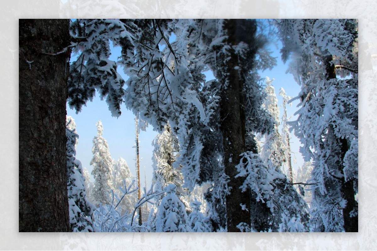 雪景雪树美景峨眉山景观图片