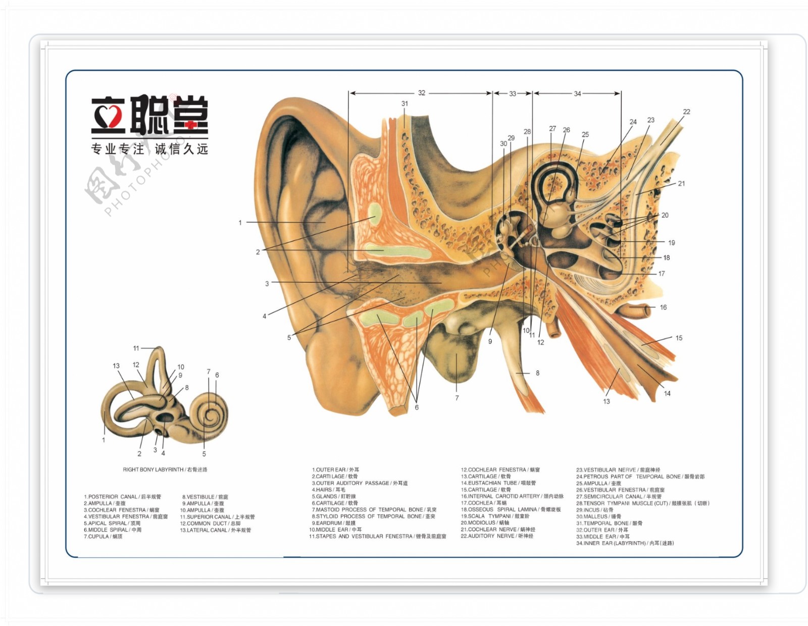耳朵结构图图片