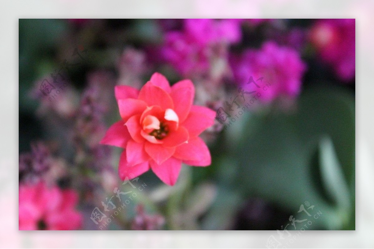 花 红色的 红色花朵 - Pixabay上的免费照片 - Pixabay