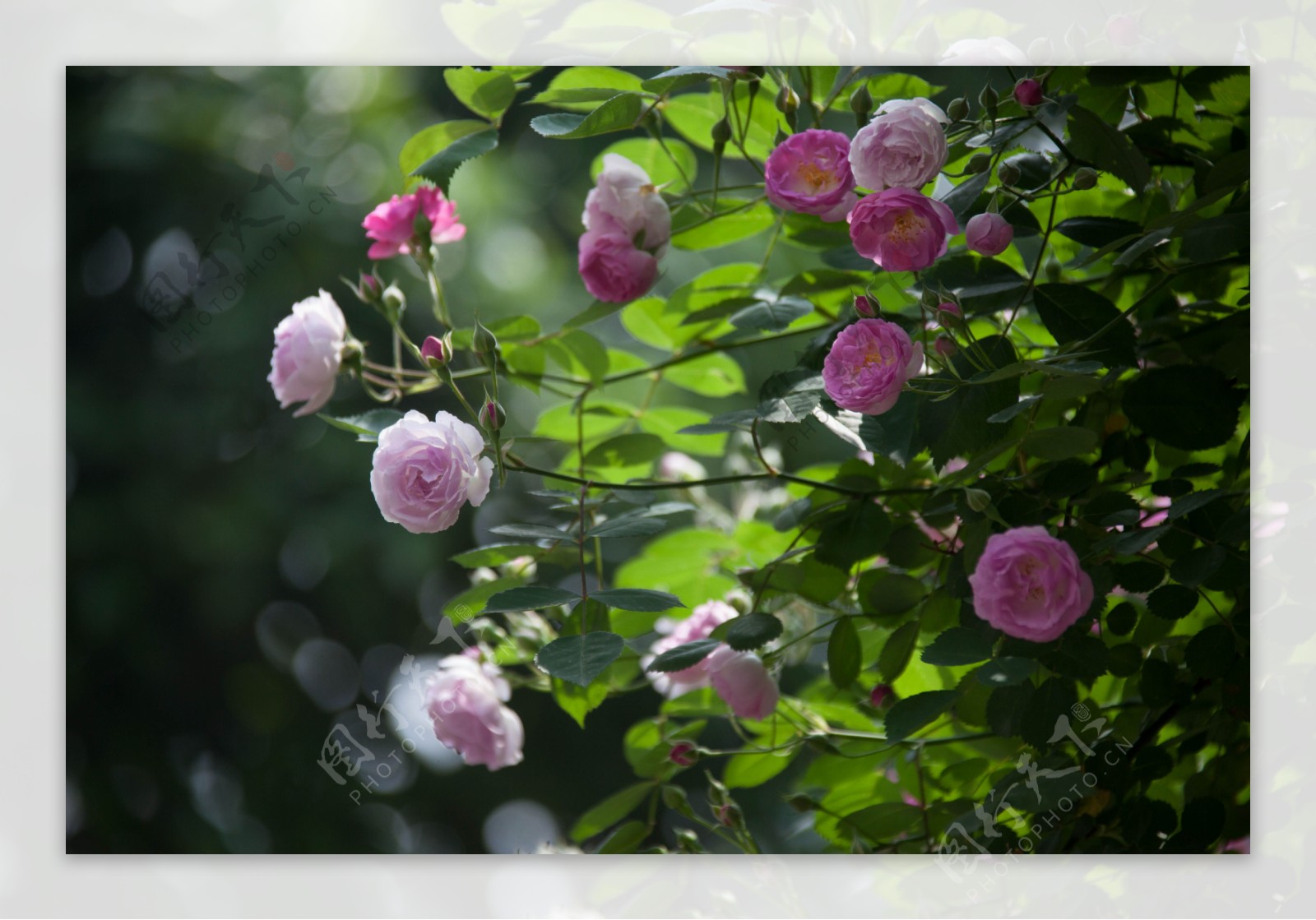 四月蔷薇图片