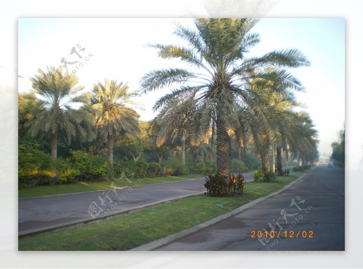 迪拜皇宫的街道图片