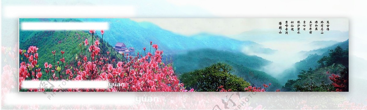 中国湖南阳明山杜鹃花海图片