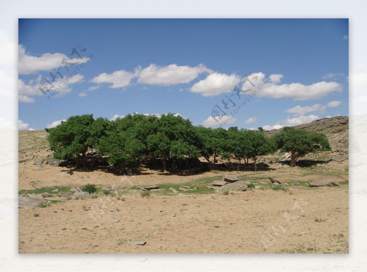 沙地中生长的树图片