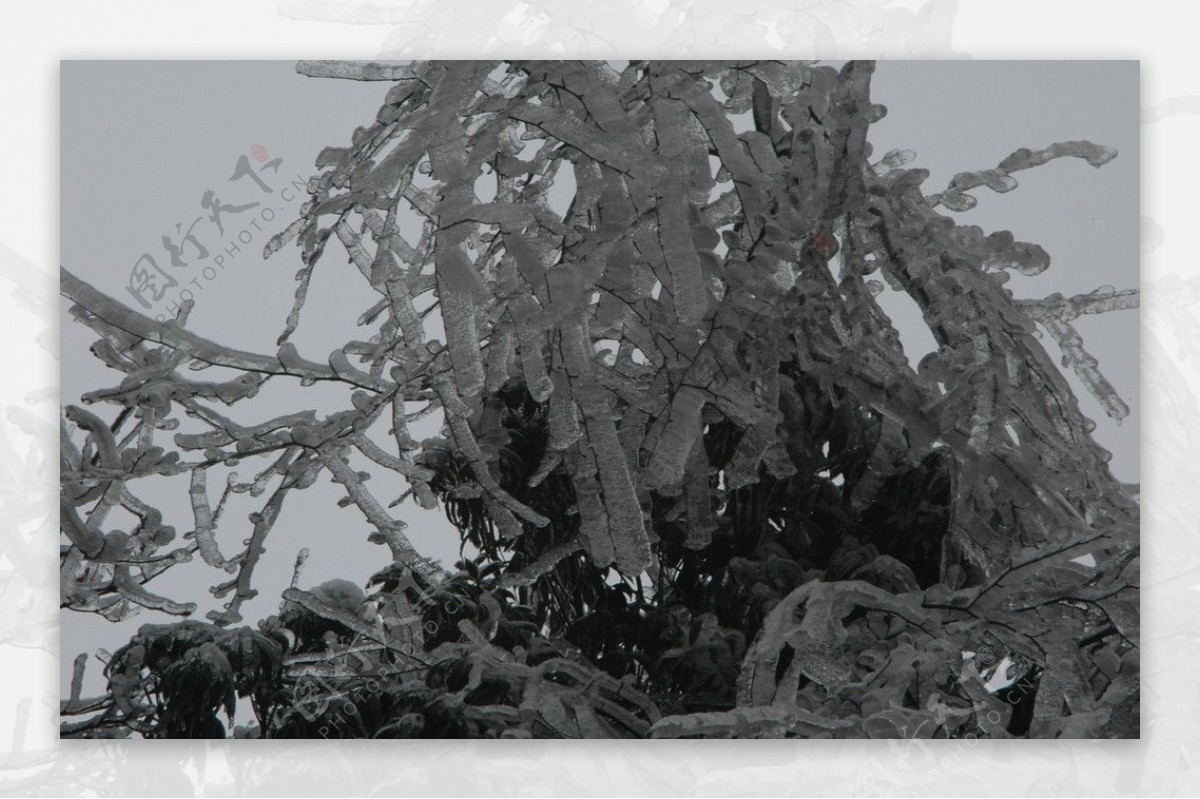 雪景冰花图片