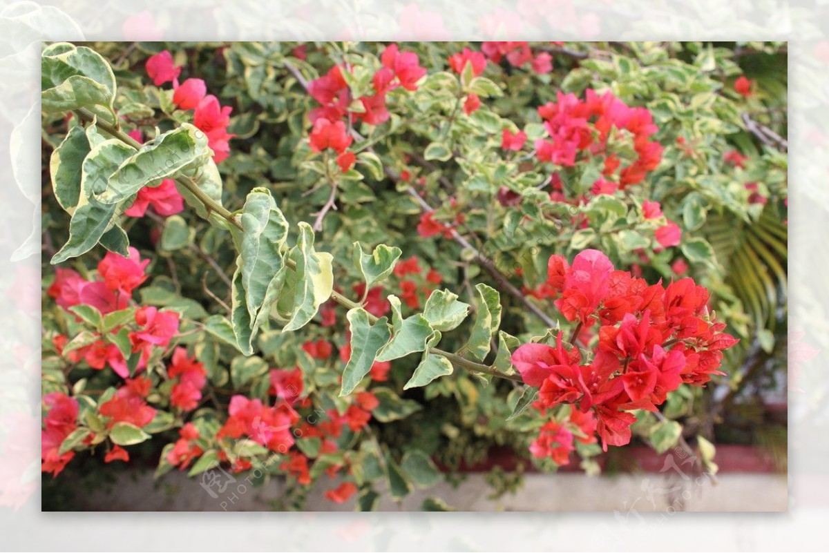 四叶红花图片