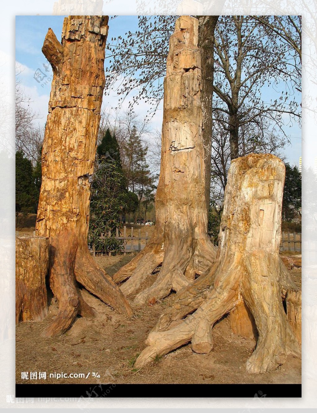 树木化石图片