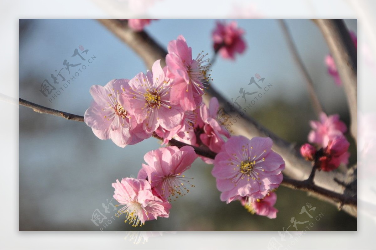 梅花红梅图片