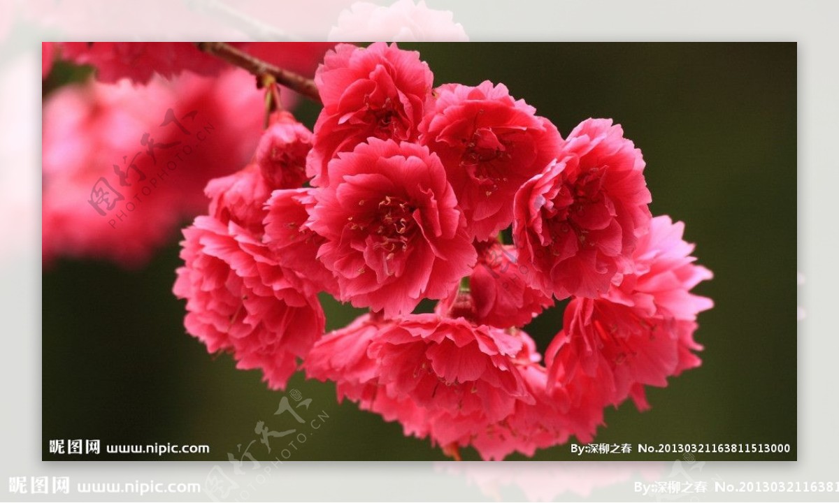 红色的春天花朵图片
