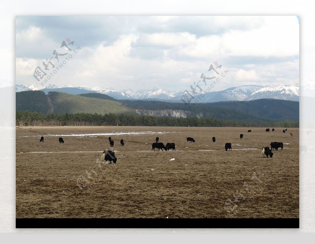 草原上的牦牛图片