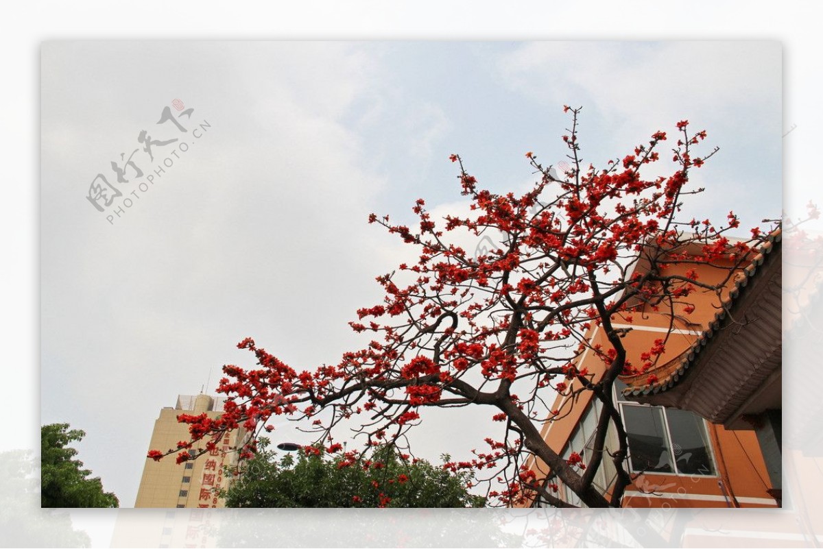 村口木棉花近景图片