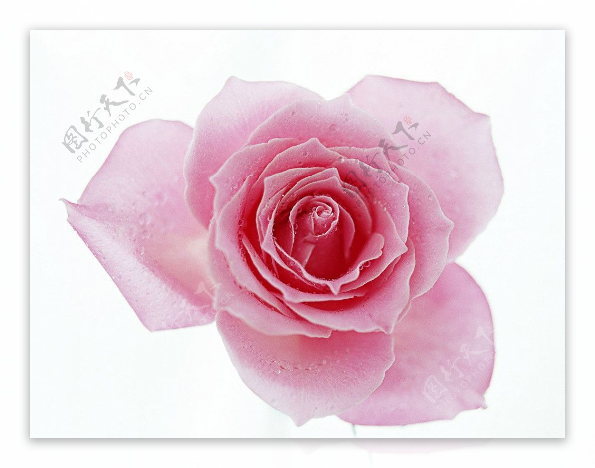 一朵粉玫瑰图片