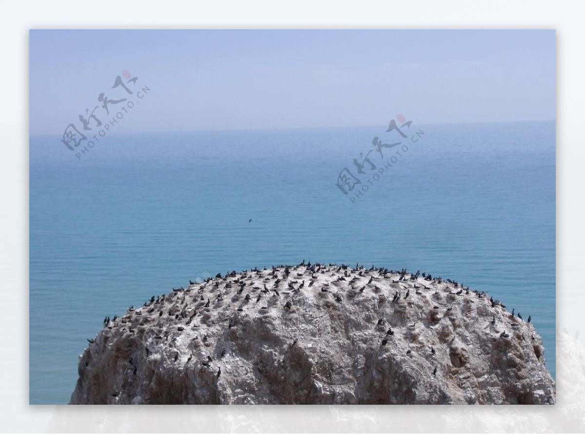 青海湖鸟岛图片