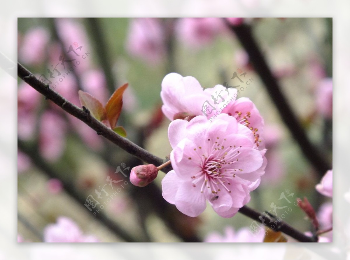 梅花图片