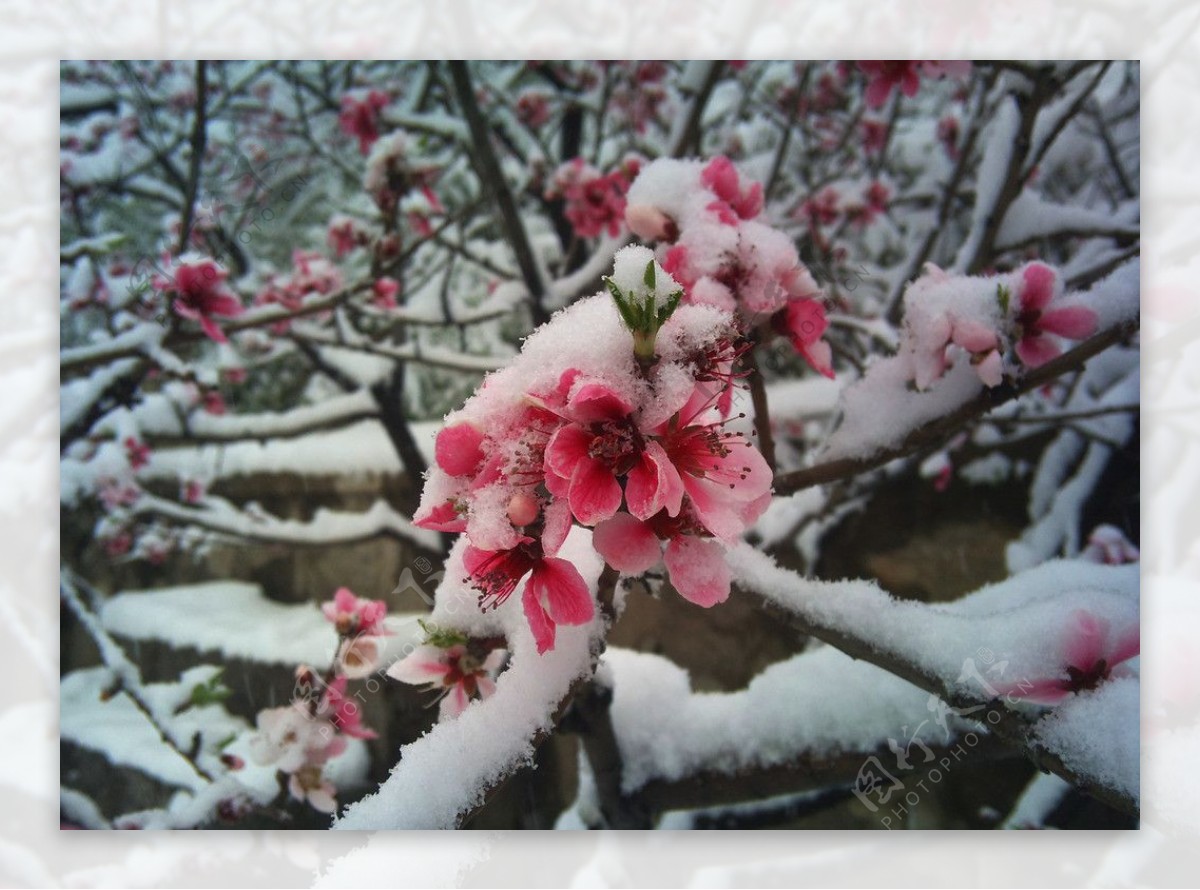 四月雪里桃花图片