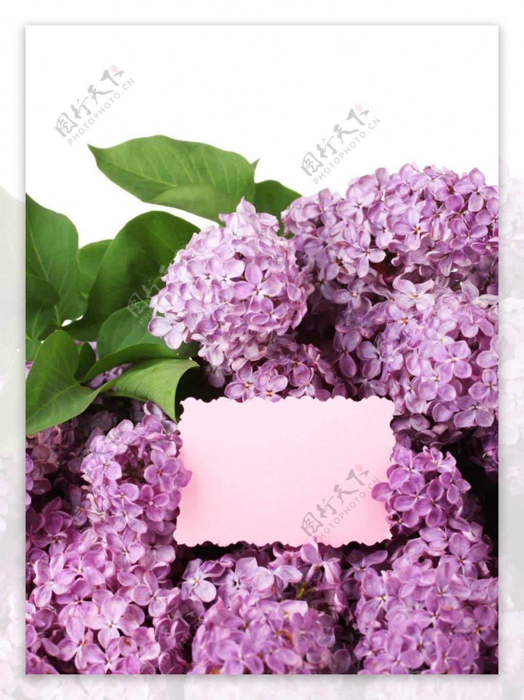 紫丁香丁香花图片